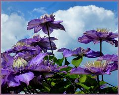 -CLEMATIS-