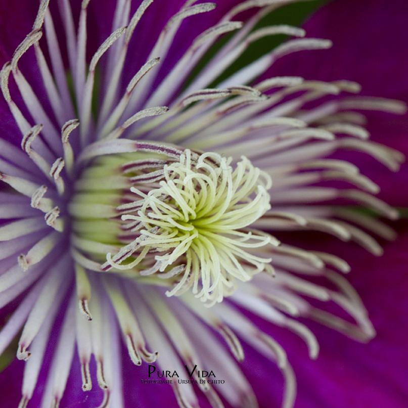 Clematis