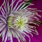 Clematis