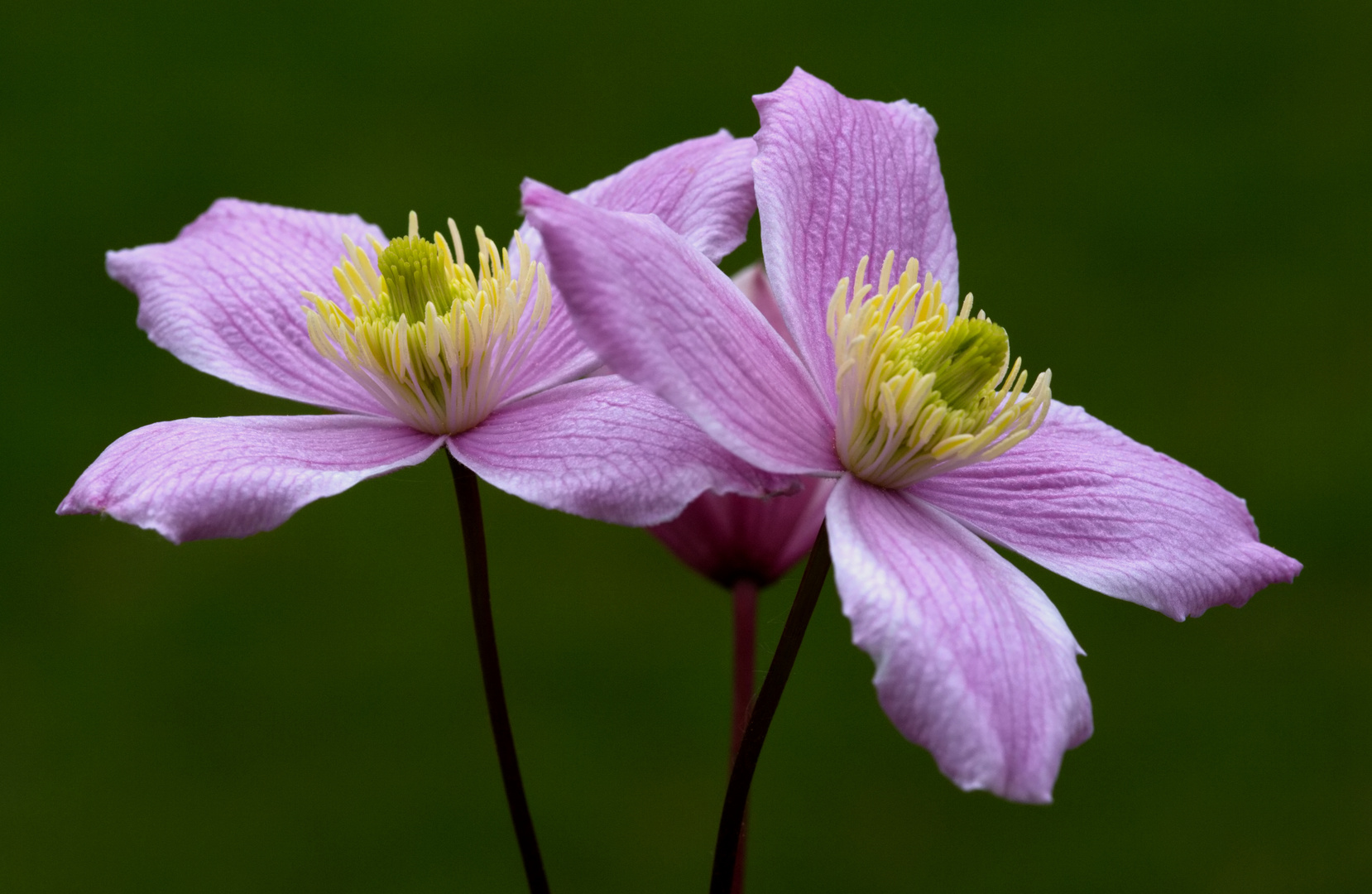 Clematis