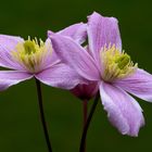 Clematis