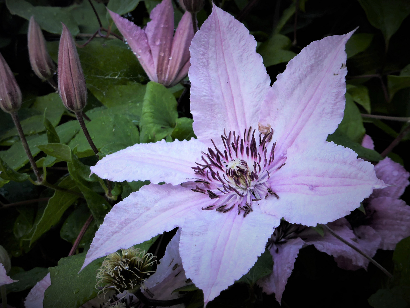 Clematis