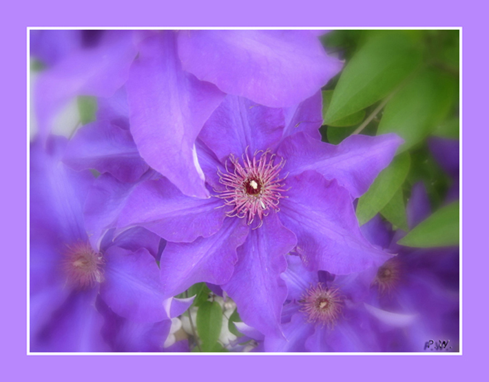 Clematis