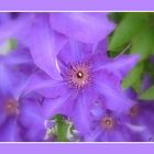 Clematis