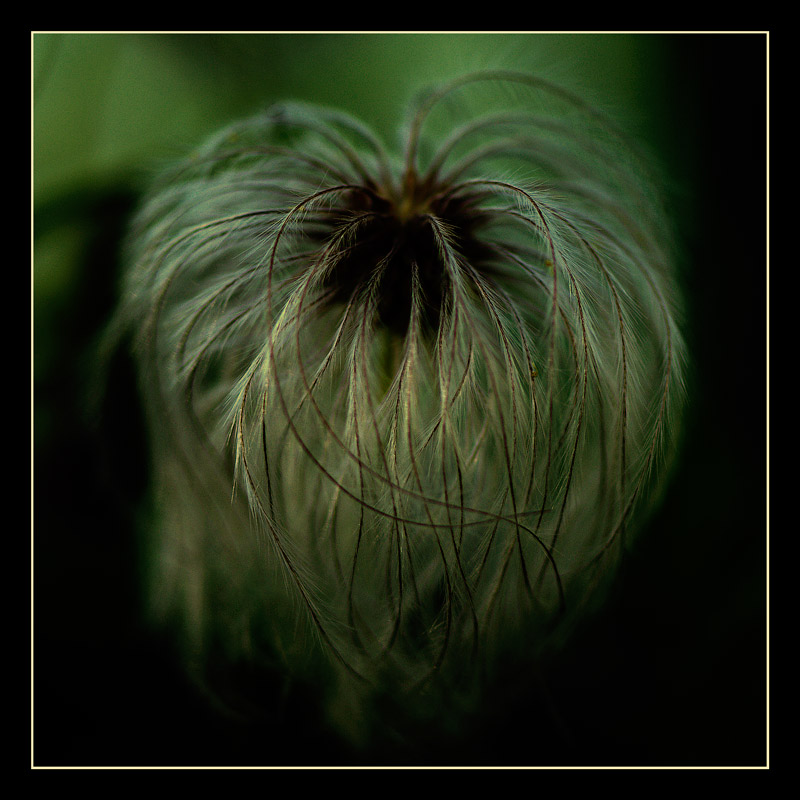 Clematis