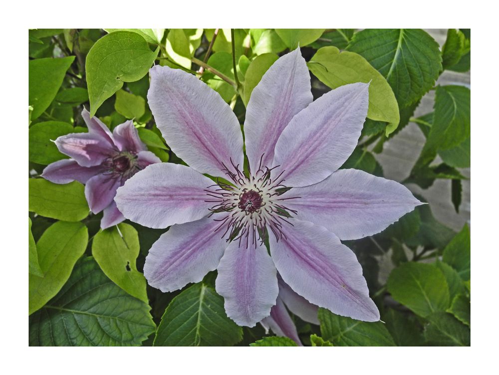 Clematis