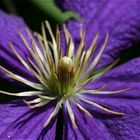 Clematis