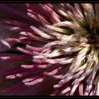 Clematis