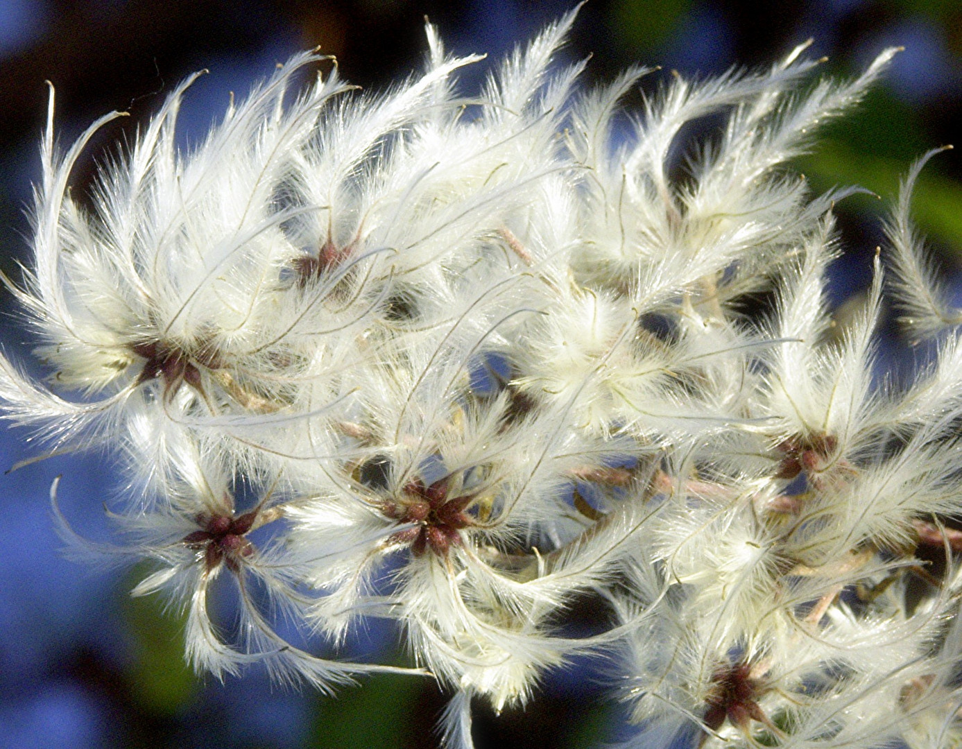 Clematis