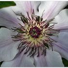 Clematis