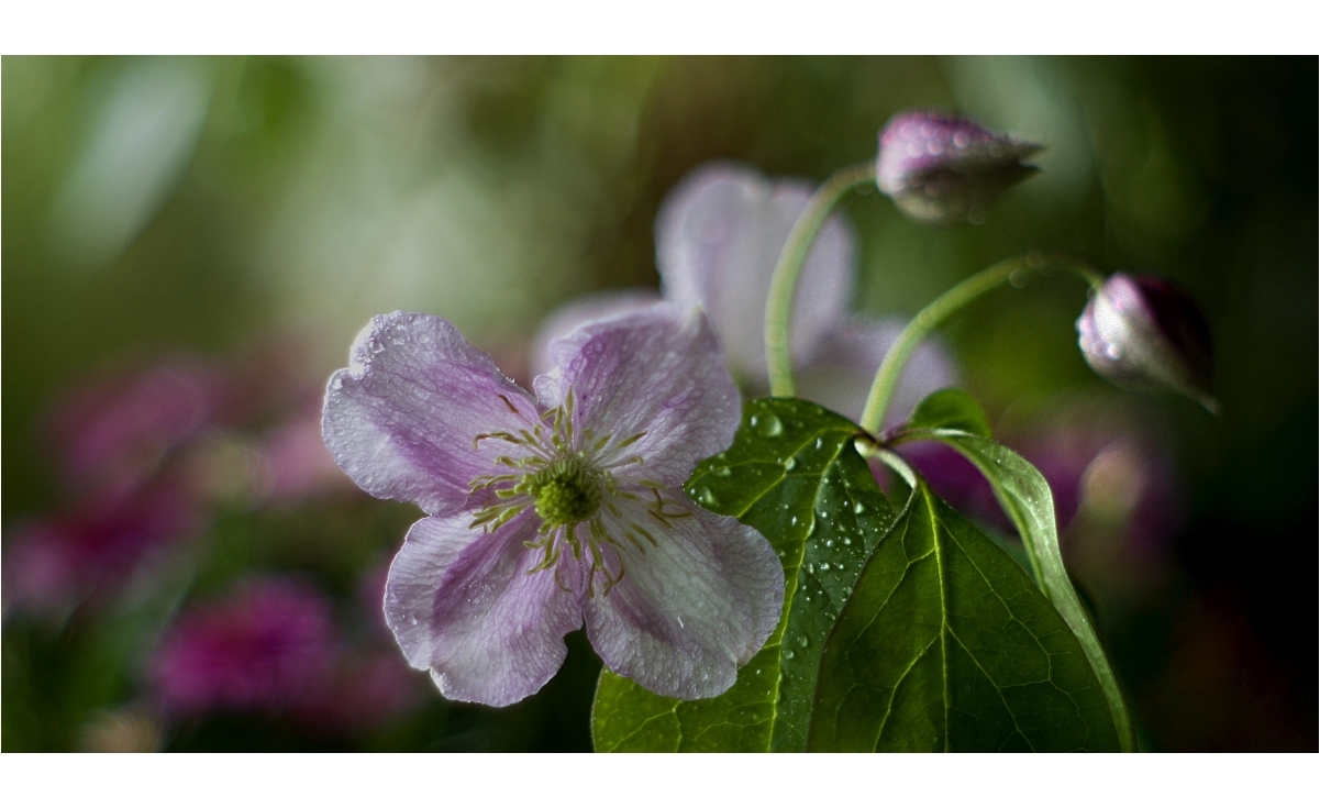 ~~Clematis~~