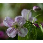 ~~Clematis~~