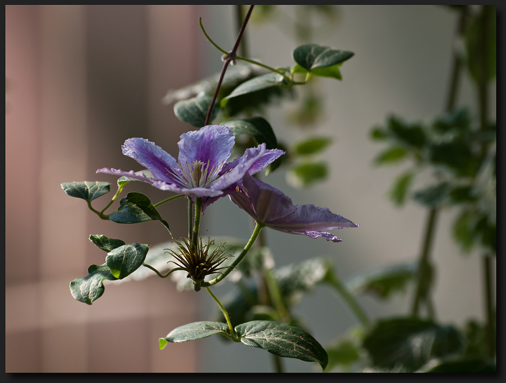 Clematis