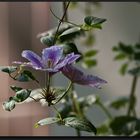 Clematis