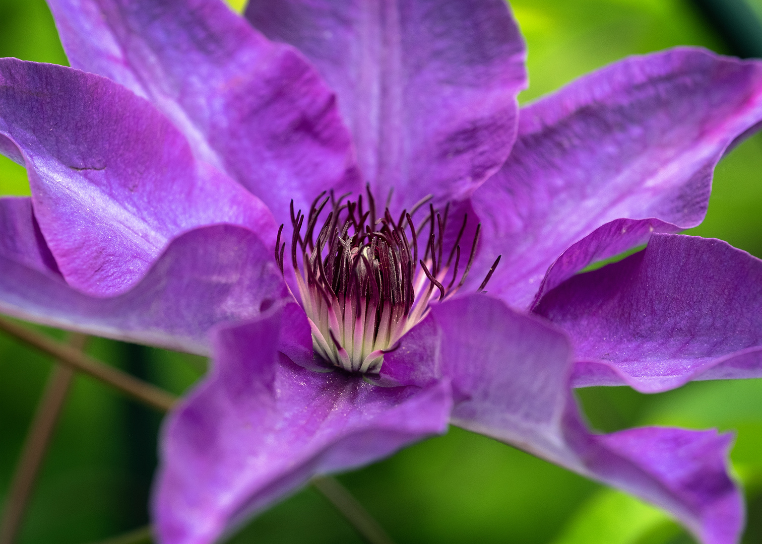 Clematis