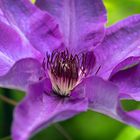 Clematis