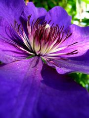 Clematis