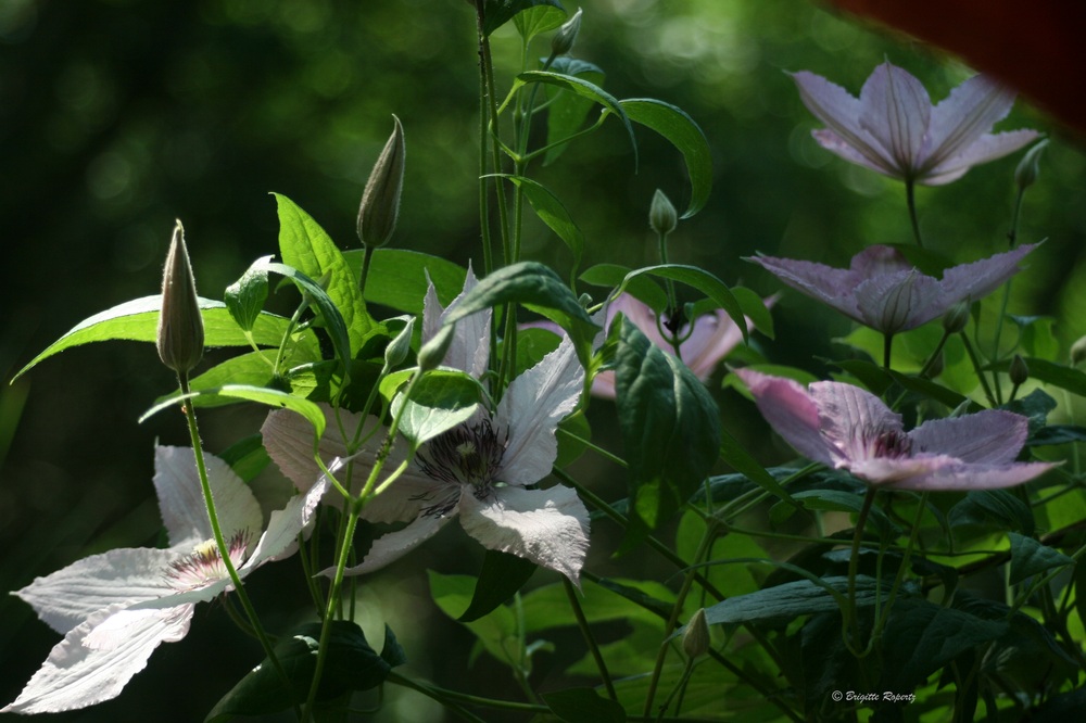 Clematis 1