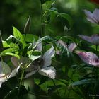 Clematis 1