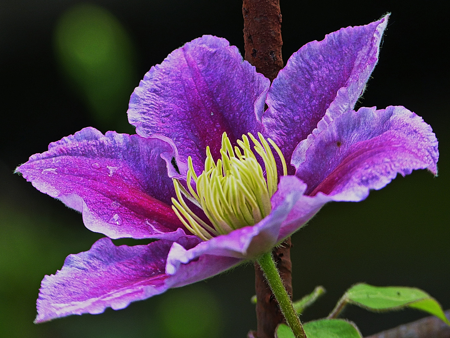 Clematis 1