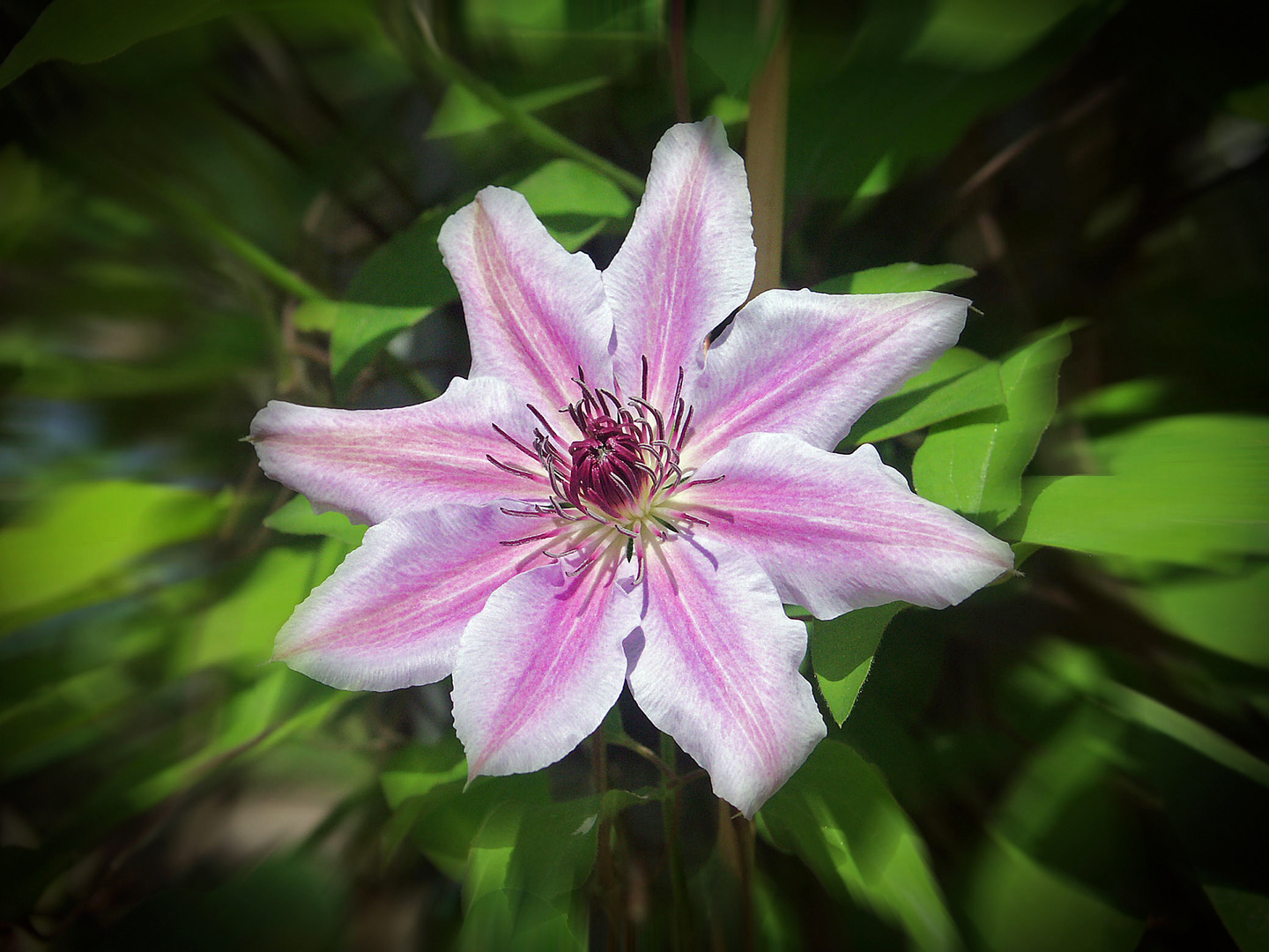 Clematis 1