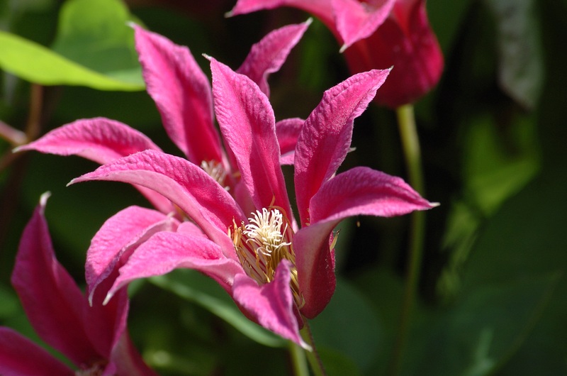 Clematis 1