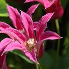 Clematis 1