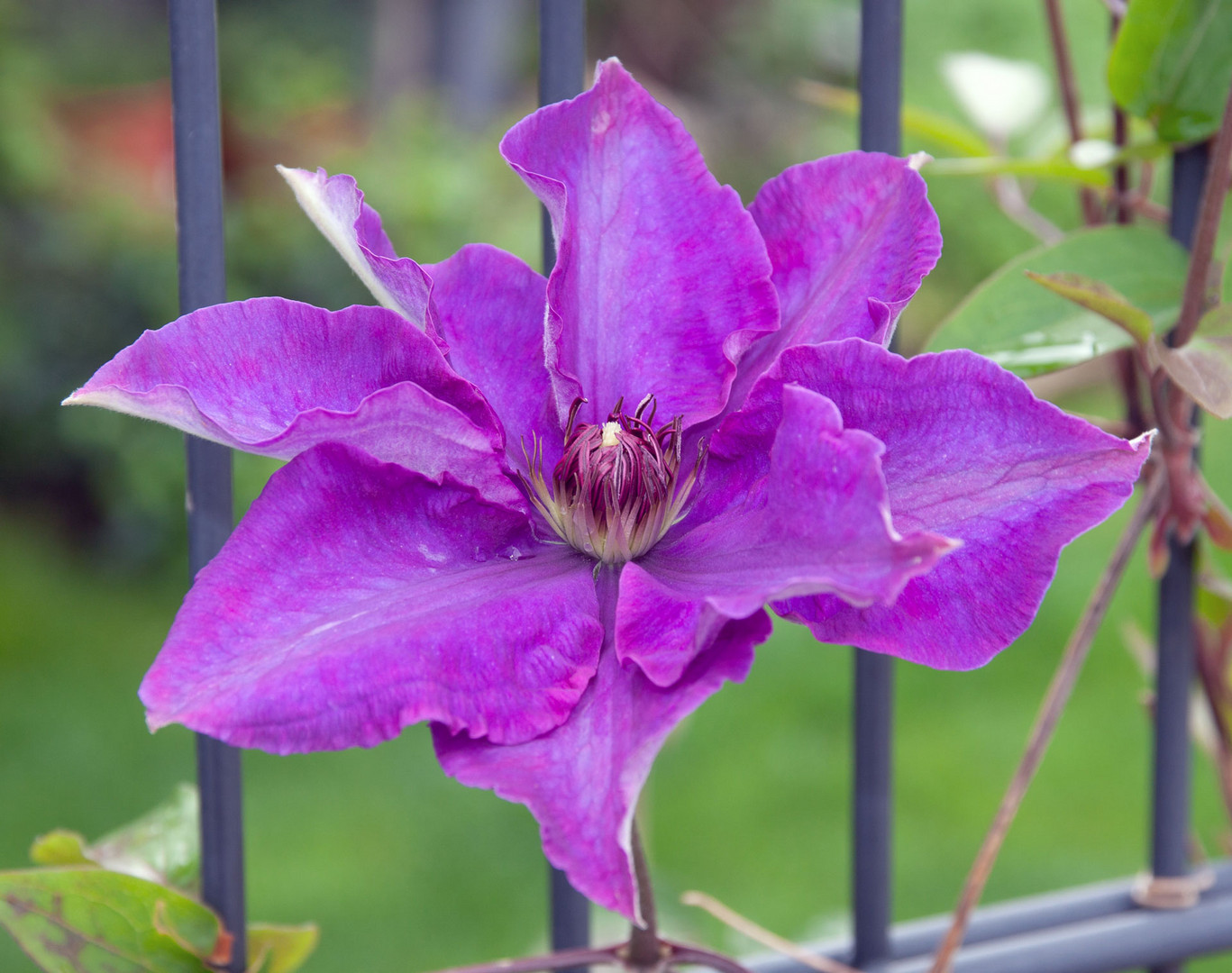 Clematis-1