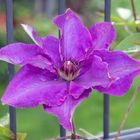 Clematis-1