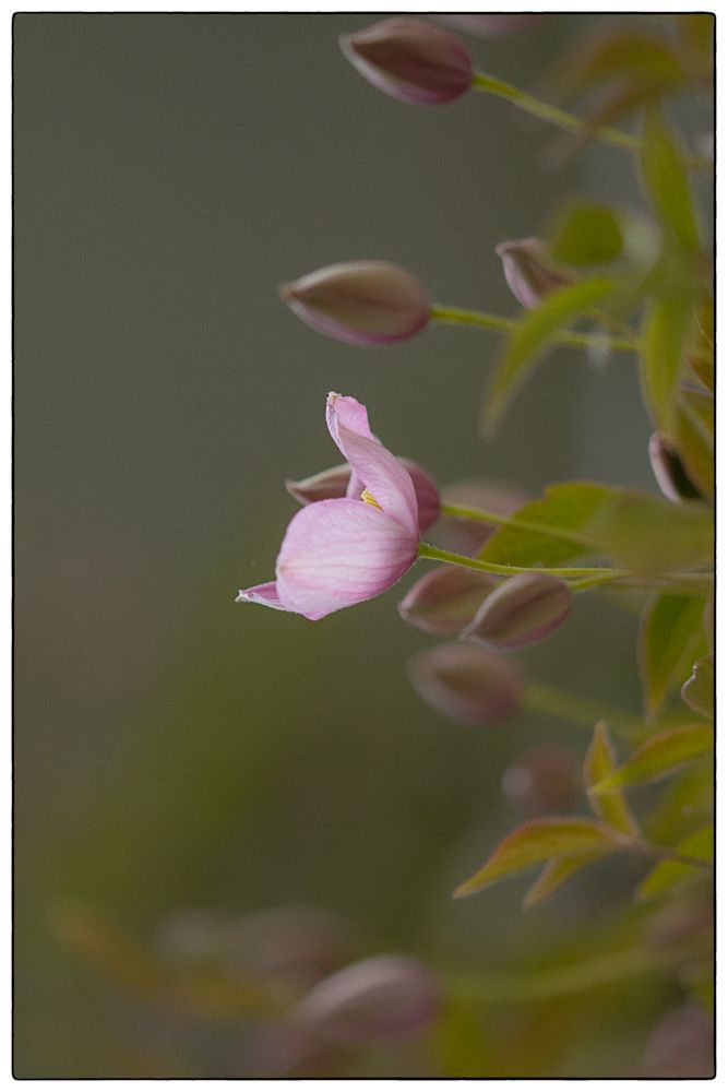 Clematis 1