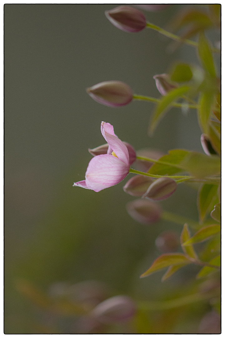 Clematis 1