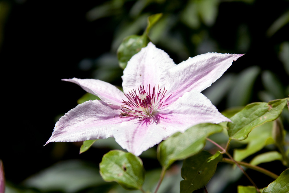 Clematis 1