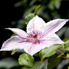 Clematis 1