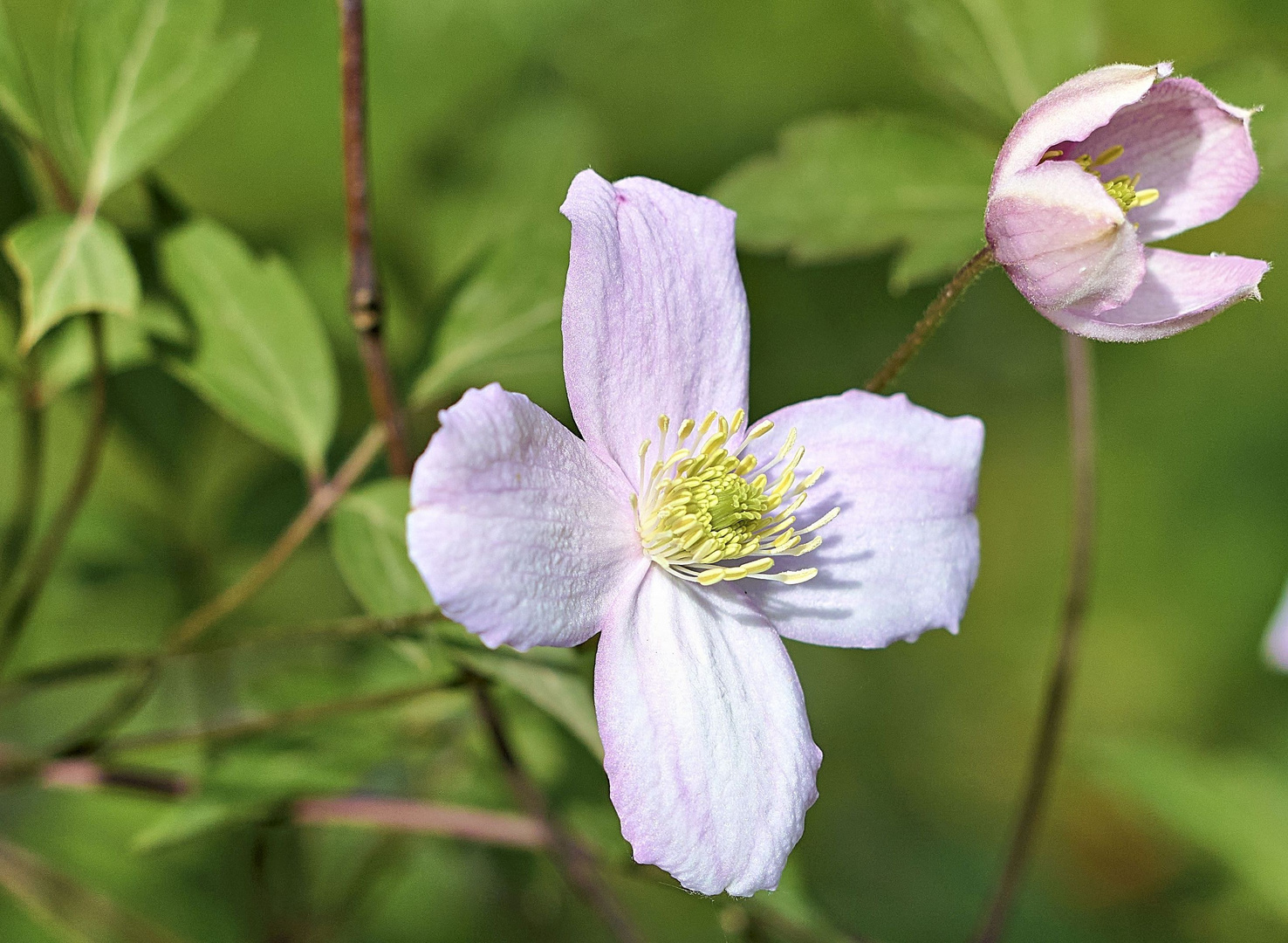 Clematis 1