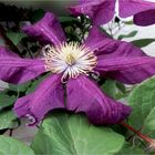 Clematis