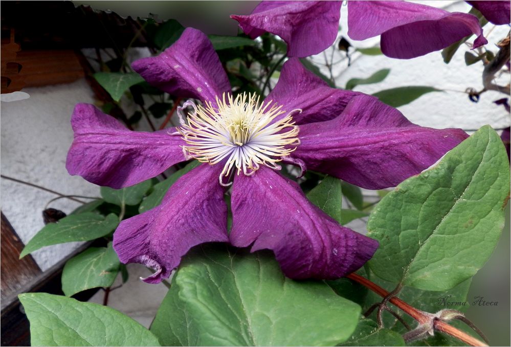 Clematis