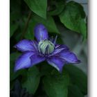 Clematis # 1098