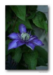 Clematis # 1098