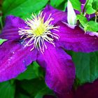 Clematis