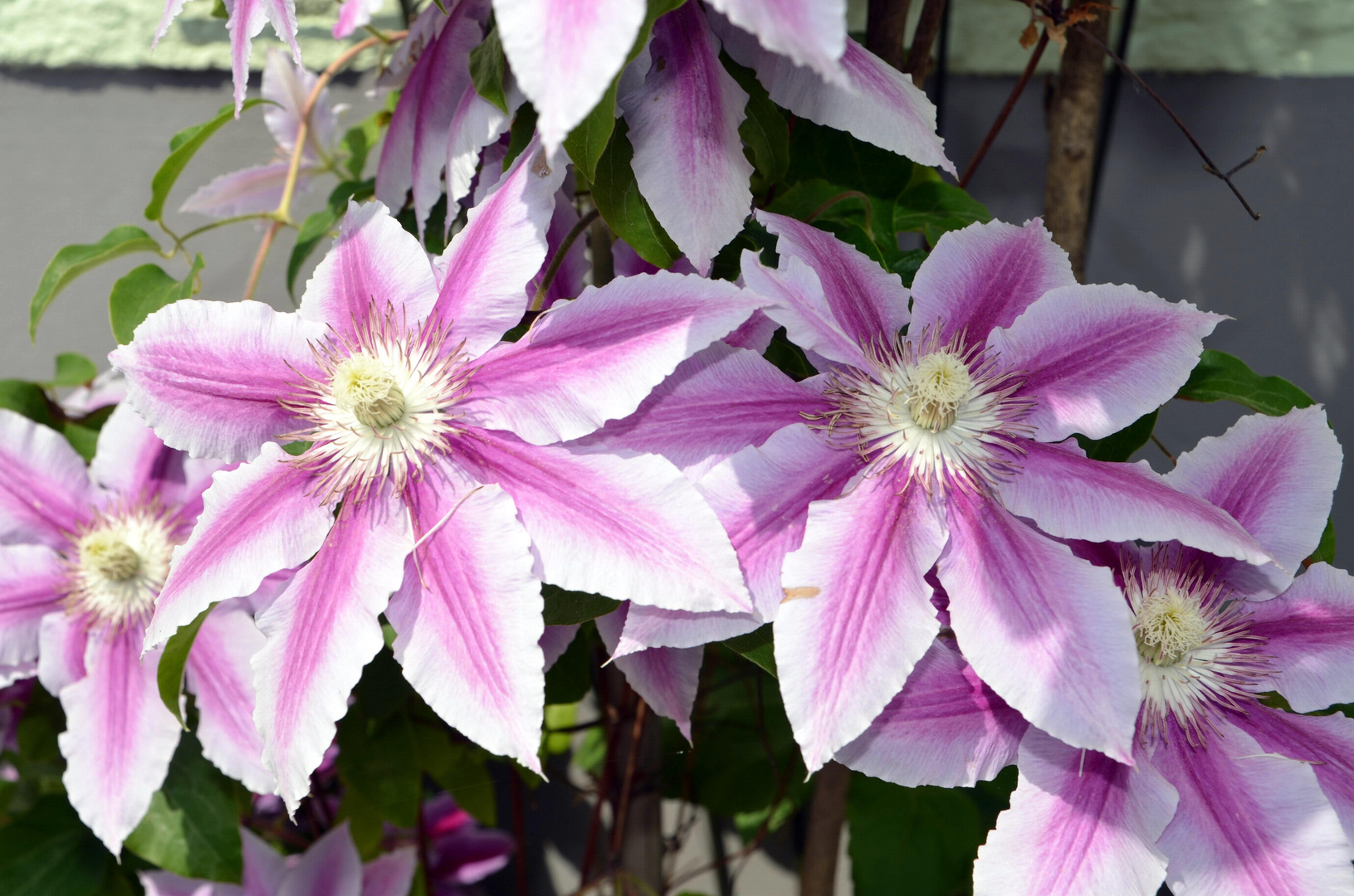 Clematis