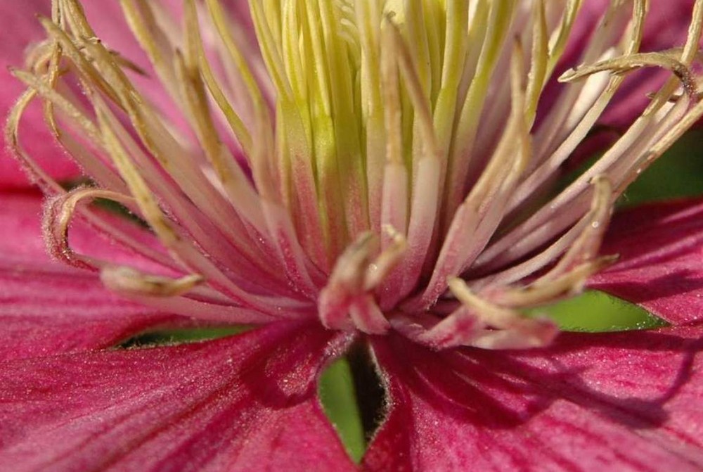 Clematis