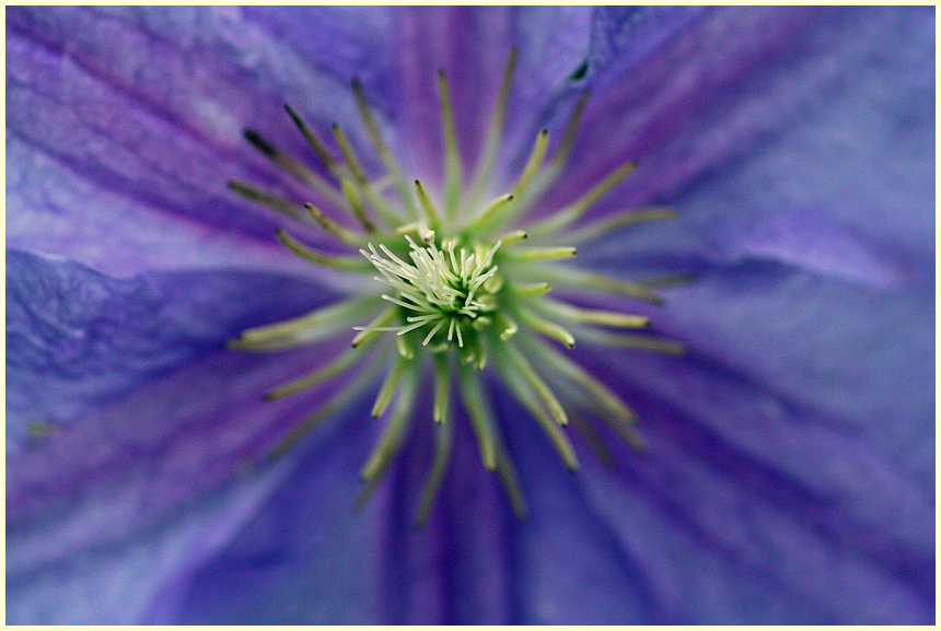 Clematis