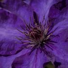 Clematis