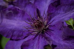 Clematis