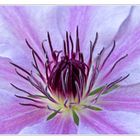 Clematis