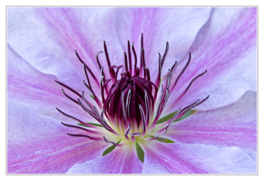 Clematis