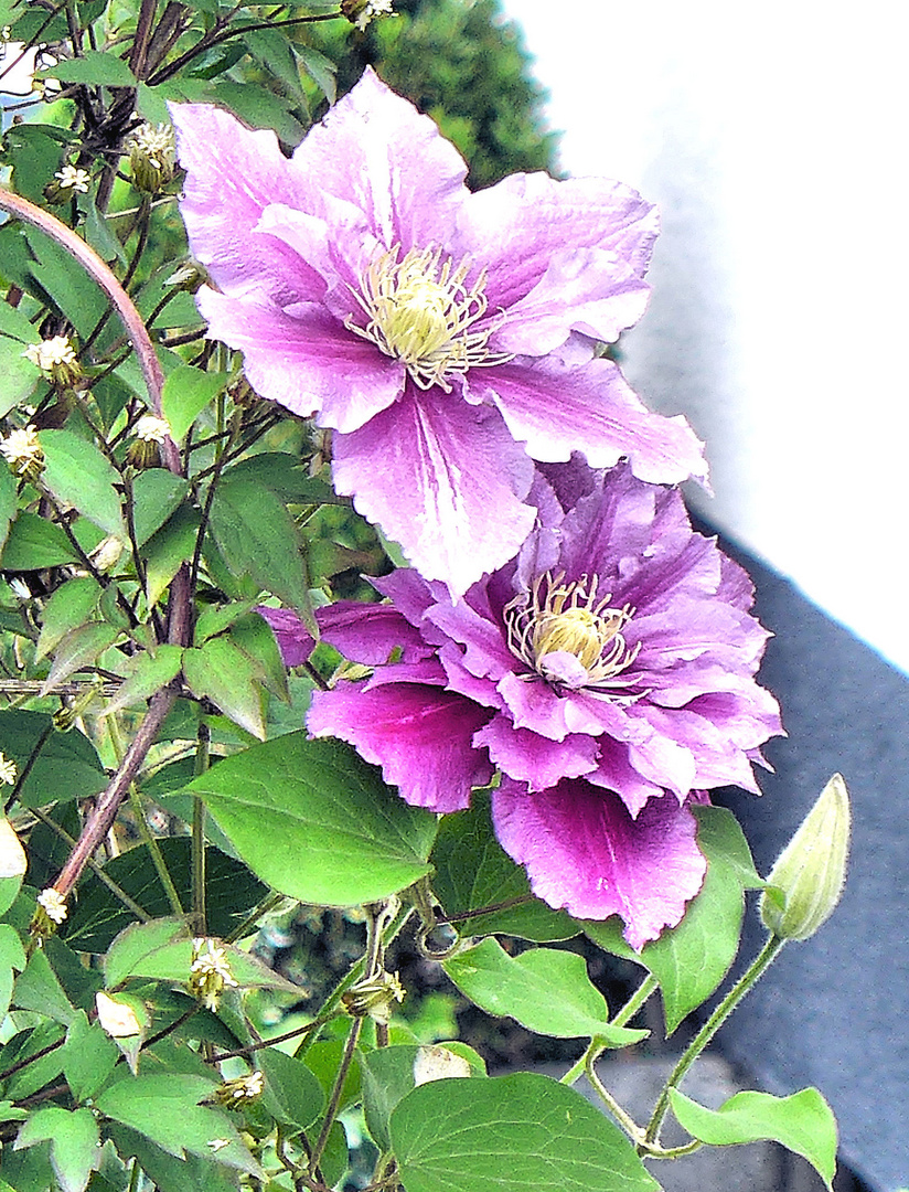 Clematis