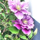 Clematis