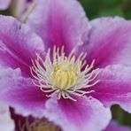 Clematis 13 06 2010