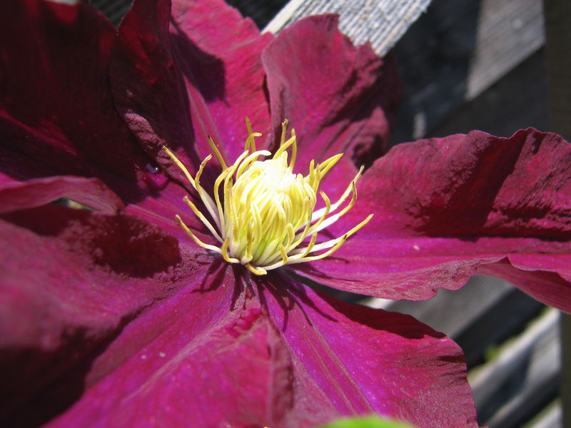 Clematis